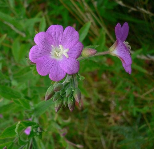 rosendunört Epilobium hirsutum