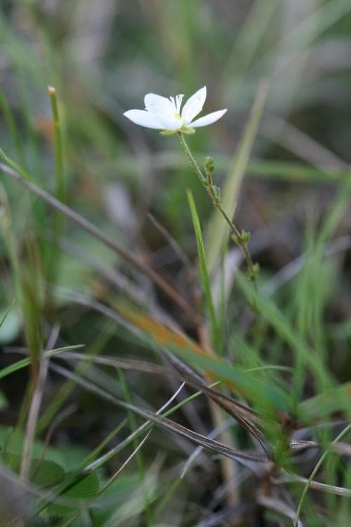 sydknutnarv Sagina nodosa subsp. nodosa