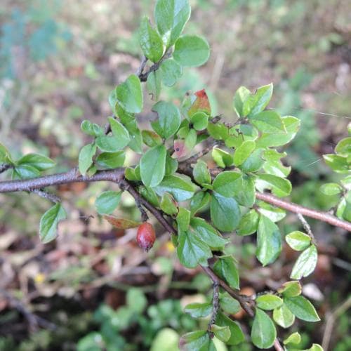 lingonoxbär Cotoneaster horizontalis