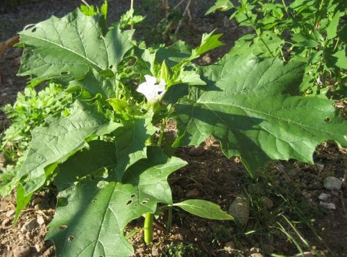 vit spikklubba Datura stramonium var. stramonium