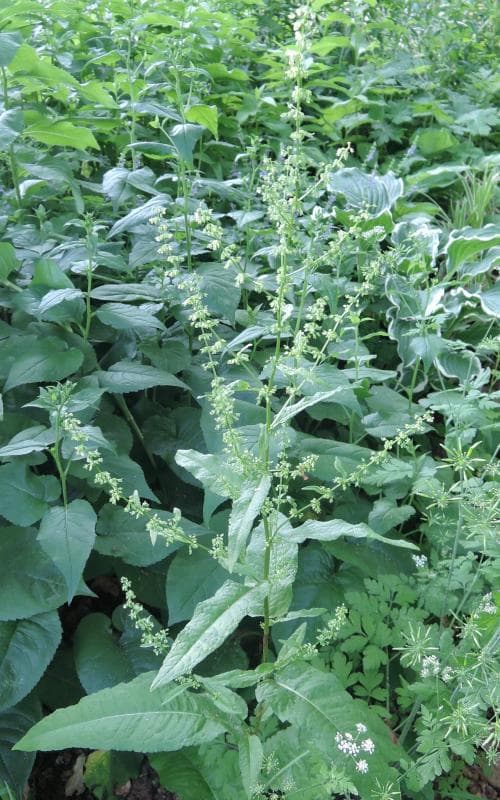 vanlig skogsskräppa Rumex sanguineus var. viridis