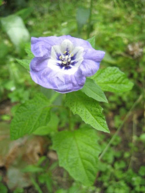 ballongblomma Nicandra physalodes