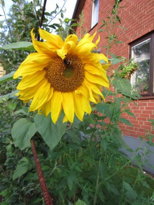 solros Helianthus annuus