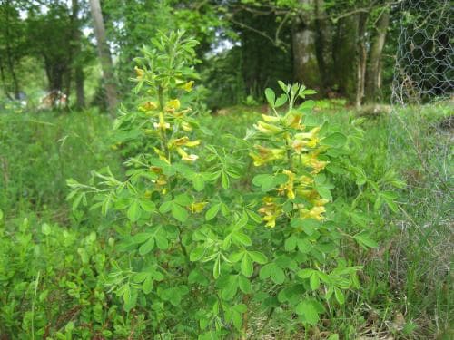 luddginst Cytisus hirsutus