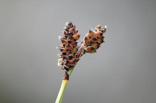kolstarr Carex holostoma