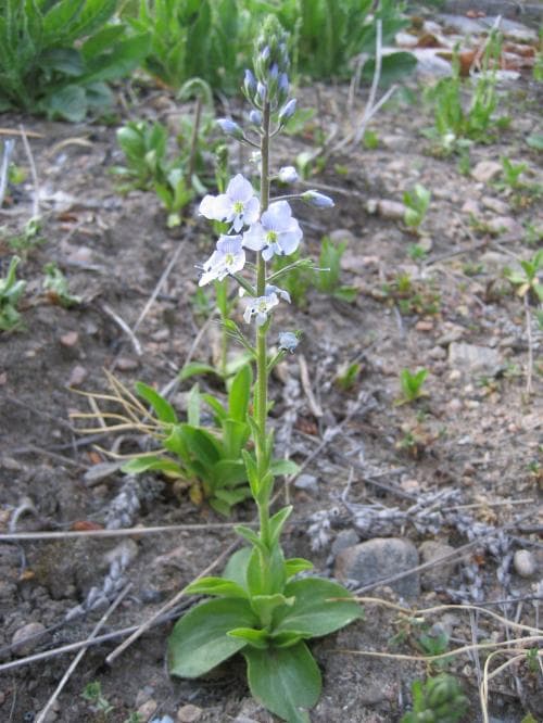 porslinsveronika Veronica gentianoides