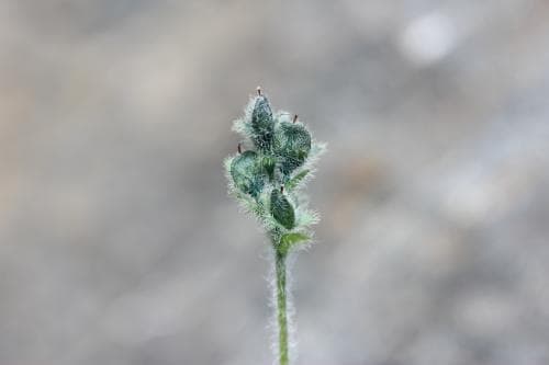högfjällsveronika Veronica alpina subsp. pumila