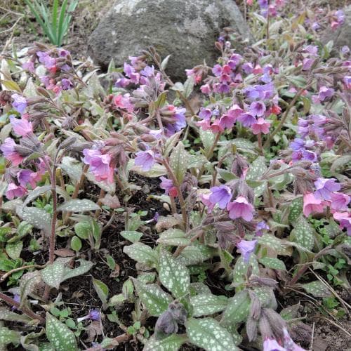 fransk lungört Pulmonaria affinis