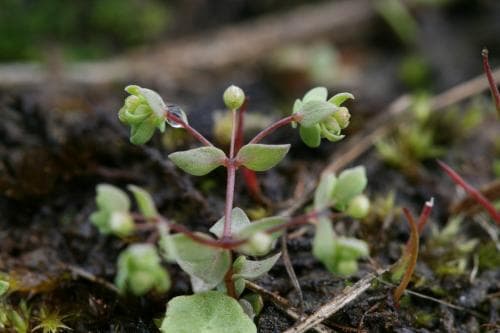 dvärglin Radiola linoides