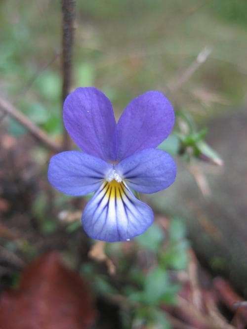 vanlig styvmorsviol Viola tricolor subsp. tricolor