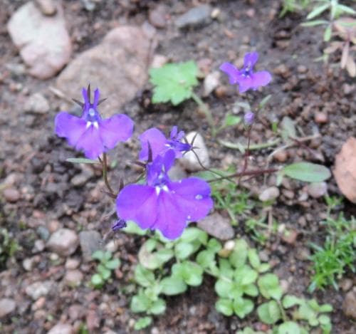 kaplobelia Lobelia erinus