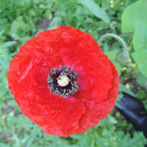 kornvallmo Papaver rhoeas