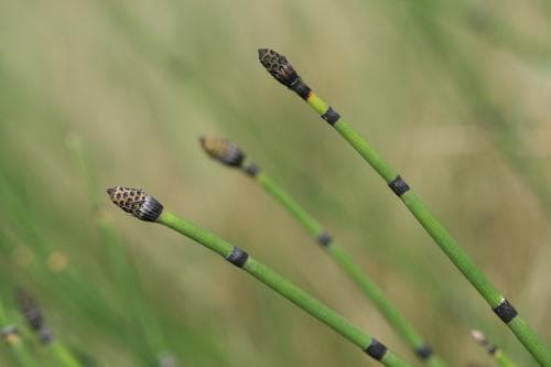 skavfräken Equisetum hyemale