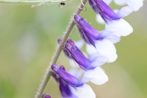 vanlig luddvicker Vicia villosa subsp. villosa