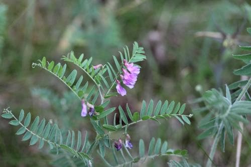 backvicker Vicia cassubica