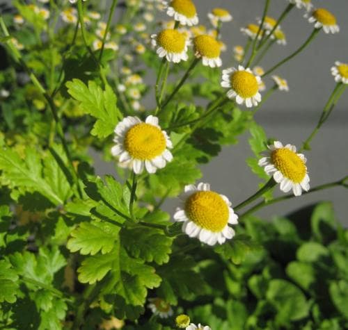 mattram Tanacetum parthenium