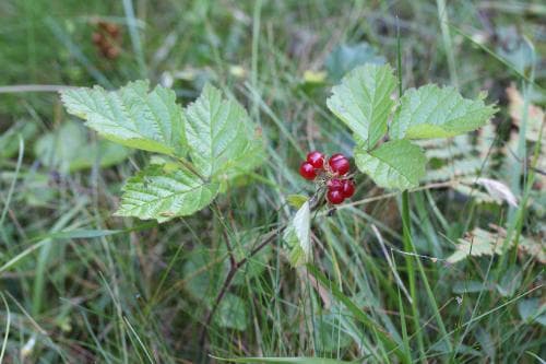 stenbär Rubus saxatilis