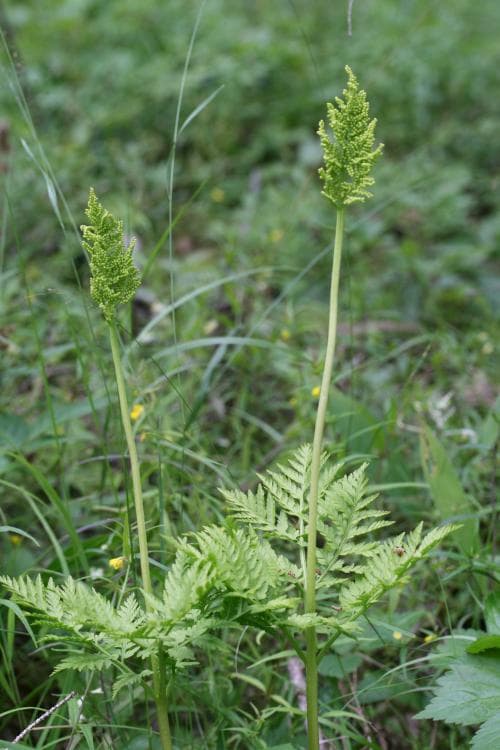stor låsbräken Botrychium virginianum