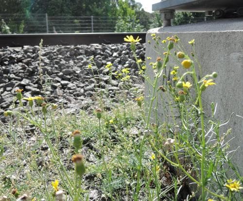 boerstånds Senecio inaequidens