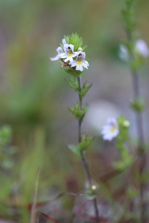späd ögontröst Euphrasia stricta var. tenuis