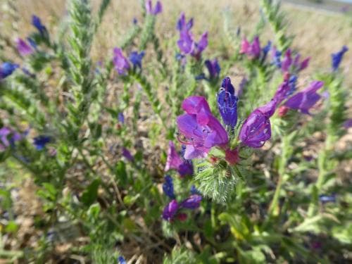 blå snokört Echium plantagineum