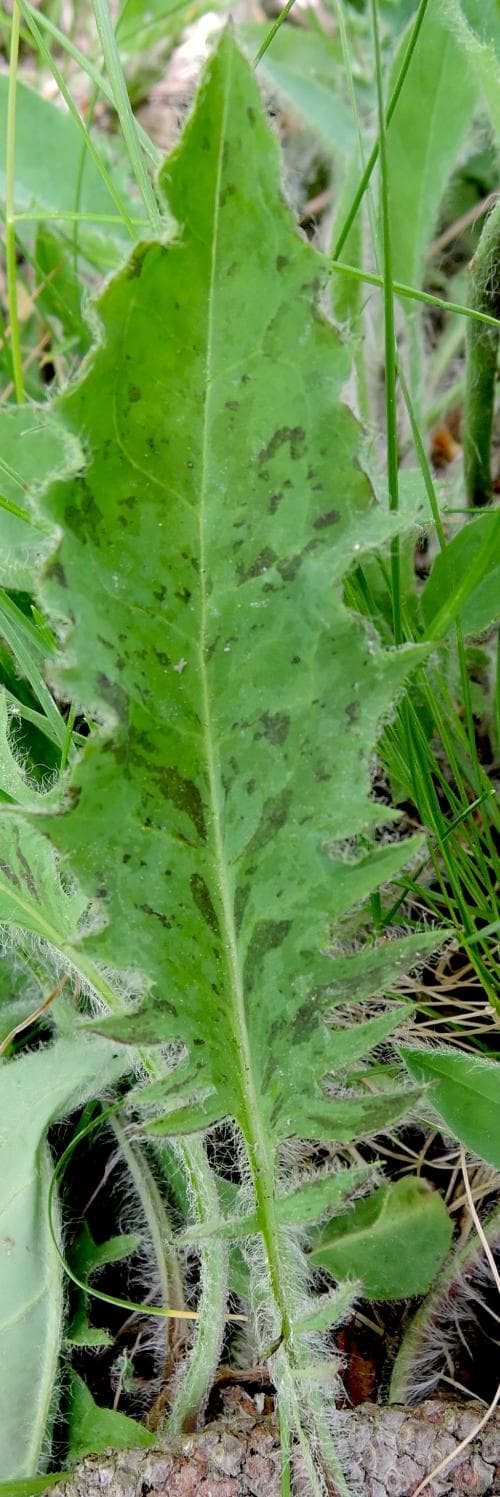 Hieracium phaeoprasum Hieracium phaeoprasum