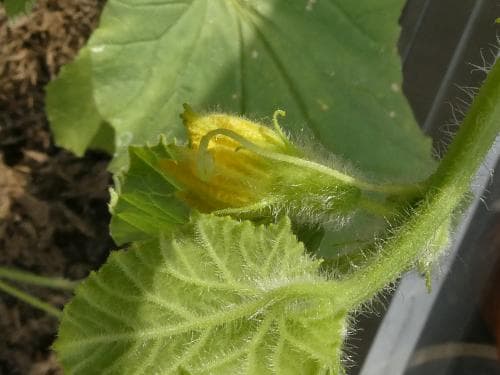 melon Cucumis melo