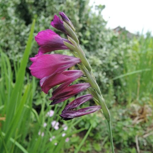 rysk sabellilja Gladiolus imbricatus