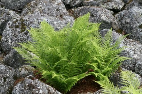 fjällbräken Athyrium distentifolium
