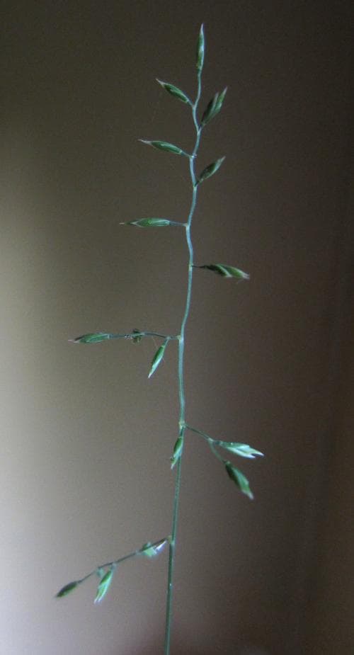finsvingel Festuca filiformis