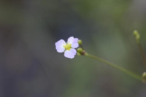 gotlandssvalting Alisma lanceolatum