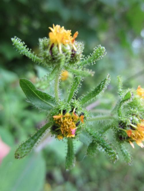 asiatisk klibbstjärna Sigesbeckia orientalis