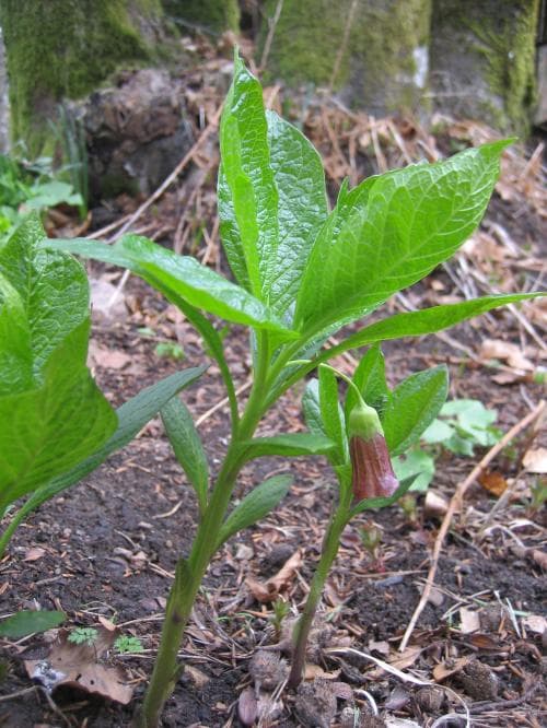 dårört Scopolia carniolica