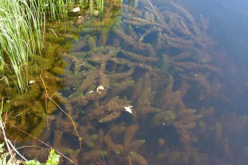 hästsvansslinga Myriophyllum hippuroides