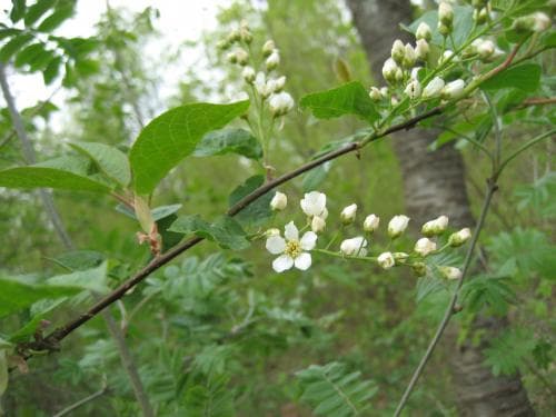vanlig hägg Prunus padus subsp. padus