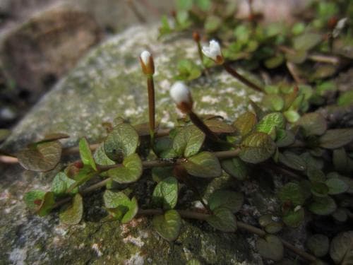 krypdunört Epilobium komarovianum