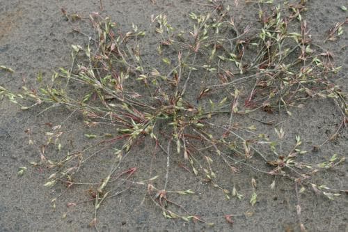 grodtåg Juncus ranarius