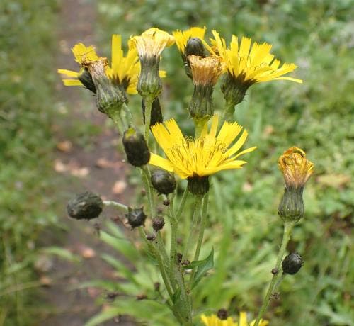 Hieracium nemorivagum Hieracium nemorivagum
