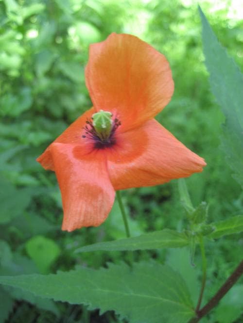 vanlig rågvallmo Papaver dubium subsp. dubium