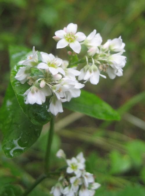 bovete Fagopyrum esculentum