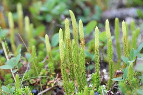 nordlummer Lycopodium annotinum subsp. alpestre