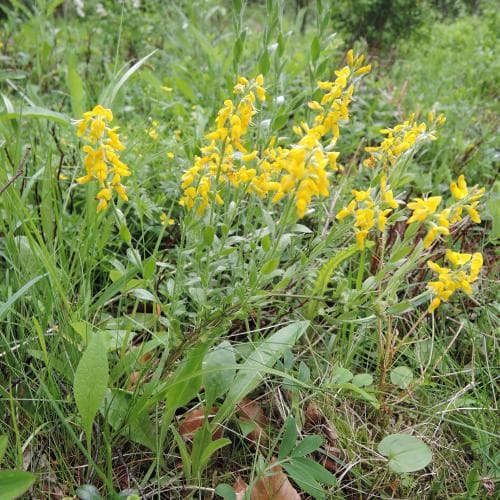tysk ginst Genista germanica