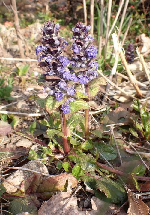 revsuga Ajuga reptans