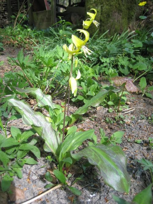 gul hundtandslilja Erythronium tuolumnense
