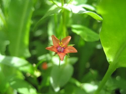 rödmire Lysimachia arvensis