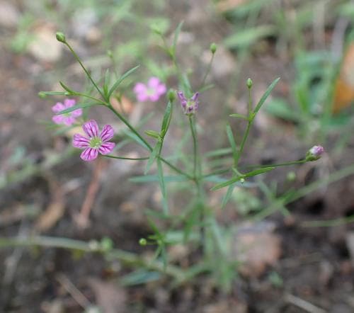 grusnejlika Gypsophila muralis