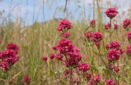 pipört Centranthus ruber