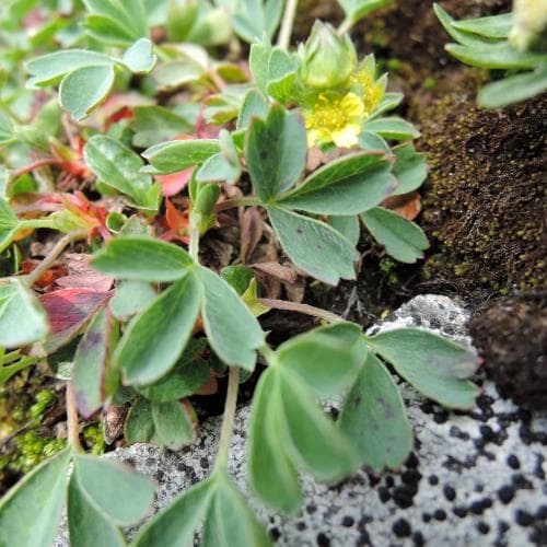dvärgfingerört Sibbaldia procumbens