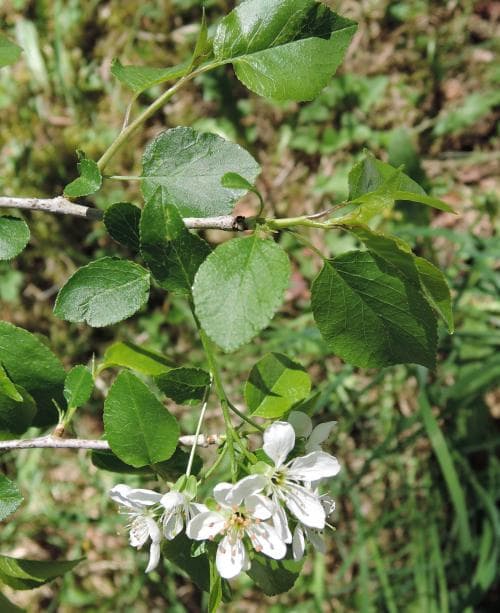vejksel Prunus mahaleb