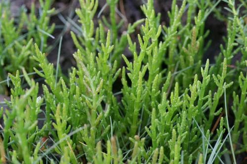 glasört Salicornia europaea